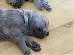 litter_G_3_tydny2BElle_Kuklik_7_month_120.jpg