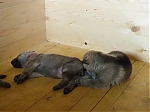 Název souboru=litter_G_3_tydny2BElle_Kuklik_7_month_128.jpg
Velikost souboru=38KB
Rozměry=533x400
Datum přidání=30. Červenec 2012 litter_G_3_tydny2BElle_Kuklik_7_month_128.jpg
