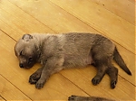 Název souboru=litter_G_3_tydny2BElle_Kuklik_7_month_129.jpg
Velikost souboru=44KB
Rozměry=533x400
Datum přidání=30. Červenec 2012 litter_G_3_tydny2BElle_Kuklik_7_month_129.jpg