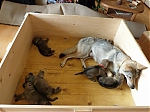 Název souboru=litter_G_3_tydny2BElle_Kuklik_7_month_199.jpg
Velikost souboru=48KB
Rozměry=533x400
Datum přidání=30. Červenec 2012 litter_G_3_tydny2BElle_Kuklik_7_month_199.jpg