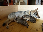 Název souboru=litter_G_3_tydny2BElle_Kuklik_7_month_200.jpg
Velikost souboru=43KB
Rozměry=533x400
Datum přidání=30. Červenec 2012 litter_G_3_tydny2BElle_Kuklik_7_month_200.jpg