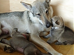 litter_G_3_tydny2BElle_Kuklik_7_month_202.jpg