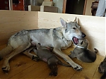 Název souboru=litter_G_3_tydny2BElle_Kuklik_7_month_205.jpg
Velikost souboru=44KB
Rozměry=533x400
Datum přidání=30. Červenec 2012 litter_G_3_tydny2BElle_Kuklik_7_month_205.jpg