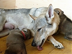 Název souboru=litter_G_3_tydny2BElle_Kuklik_7_month_214.jpg
Velikost souboru=51KB
Rozměry=533x400
Datum přidání=30. Červenec 2012 litter_G_3_tydny2BElle_Kuklik_7_month_214.jpg