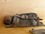 Název souboru=litter_G_3_tydny2BElle_Kuklik_7_month_215.jpg
Velikost souboru=43KB
Rozměry=533x400
Datum přidání=30. Červenec 2012 litter_G_3_tydny2BElle_Kuklik_7_month_215.jpg