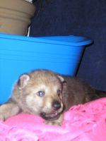 Název souboru=male4week_024.jpg
Velikost souboru=311KB
Rozměry=1536x2048
Datum přidání=23. Únor 2012 male4week_024.jpg