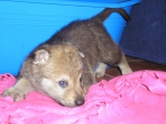 Název souboru=male4week_025.jpg
Velikost souboru=358KB
Rozměry=2048x1536
Datum přidání=23. Únor 2012 male4week_025.jpg