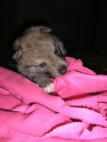 Název souboru=male4week_037.jpg
Velikost souboru=438KB
Rozměry=1536x2048
Datum přidání=23. Únor 2012 male4week_037.jpg
