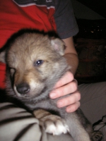 Název souboru=male4week_041.jpg
Velikost souboru=347KB
Rozměry=1536x2048
Datum přidání=23. Únor 2012 male4week_041.jpg
