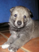 Název souboru=male4week_056.jpg
Velikost souboru=339KB
Rozměry=1536x2048
Datum přidání=23. Únor 2012 male4week_056.jpg