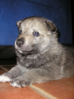 Název souboru=male4week_057.jpg
Velikost souboru=363KB
Rozměry=1536x2048
Datum přidání=23. Únor 2012 male4week_057.jpg