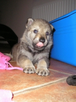 Název souboru=male4week_064.jpg
Velikost souboru=398KB
Rozměry=1536x2048
Datum přidání=23. Únor 2012 male4week_064.jpg