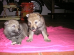 Název souboru=male4week_070.jpg
Velikost souboru=371KB
Rozměry=2048x1536
Datum přidání=23. Únor 2012 male4week_070.jpg