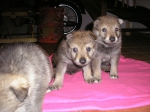 Název souboru=male4week_071.jpg
Velikost souboru=369KB
Rozměry=2048x1536
Datum přidání=23. Únor 2012 male4week_071.jpg