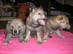 Název souboru=male4week_072.jpg
Velikost souboru=383KB
Rozměry=2048x1536
Datum přidání=23. Únor 2012 male4week_072.jpg