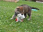 stenatka_srpen_2013_001.jpg