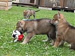 stenatka_srpen_2013_002.jpg