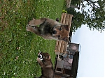 stenatka_srpen_2013_003.jpg