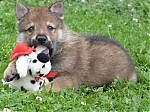 stenatka_srpen_2013_009.jpg