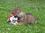 stenatka_srpen_2013_010.jpg
