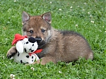stenatka_srpen_2013_011.jpg