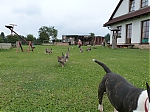 stenatka_srpen_2013_022.jpg