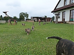stenatka_srpen_2013_023.jpg