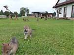 stenatka_srpen_2013_024.jpg