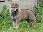 stenatka_srpen_2013_025.jpg