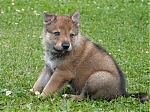 stenatka_srpen_2013_030.jpg