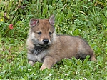 stenatka_srpen_2013_033.jpg