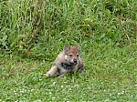 stenatka_srpen_2013_034.jpg