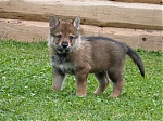 stenatka_srpen_2013_035.jpg