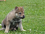 stenatka_srpen_2013_039.jpg