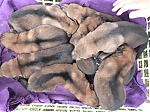 vrh_I_11_dni_124.jpg