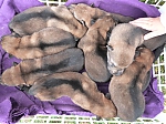 vrh_I_11_dni_125.jpg