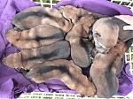 vrh_I_11_dni_126.jpg