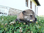Název souboru=vrh_I_16_dni2CJ_11dni_251.jpg
Velikost souboru=174KB
Rozměry=640x480
Datum přidání=30. Leden 2014 vrh_I_16_dni2CJ_11dni_251.jpg