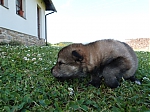 Název souboru=vrh_I_16_dni2CJ_11dni_261.jpg
Velikost souboru=173KB
Rozměry=640x480
Datum přidání=30. Leden 2014 vrh_I_16_dni2CJ_11dni_261.jpg