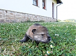 Název souboru=vrh_I_16_dni2CJ_11dni_271.jpg
Velikost souboru=167KB
Rozměry=640x480
Datum přidání=30. Leden 2014 vrh_I_16_dni2CJ_11dni_271.jpg