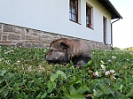 Název souboru=vrh_I_16_dni2CJ_11dni_272.jpg
Velikost souboru=163KB
Rozměry=640x480
Datum přidání=30. Leden 2014 vrh_I_16_dni2CJ_11dni_272.jpg