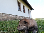 Název souboru=vrh_I_16_dni2CJ_11dni_273.jpg
Velikost souboru=166KB
Rozměry=640x480
Datum přidání=30. Leden 2014 vrh_I_16_dni2CJ_11dni_273.jpg