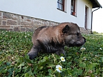 Název souboru=vrh_I_16_dni2CJ_11dni_275.jpg
Velikost souboru=166KB
Rozměry=640x480
Datum přidání=30. Leden 2014 vrh_I_16_dni2CJ_11dni_275.jpg