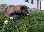 Název souboru=vrh_I_16_dni2CJ_11dni_276.jpg
Velikost souboru=168KB
Rozměry=640x480
Datum přidání=30. Leden 2014 vrh_I_16_dni2CJ_11dni_276.jpg