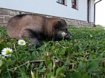 Název souboru=vrh_I_16_dni2CJ_11dni_277.jpg
Velikost souboru=165KB
Rozměry=640x480
Datum přidání=30. Leden 2014 vrh_I_16_dni2CJ_11dni_277.jpg