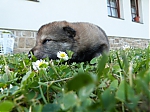 Název souboru=vrh_I_16_dni2CJ_11dni_280.jpg
Velikost souboru=164KB
Rozměry=640x480
Datum přidání=30. Leden 2014 vrh_I_16_dni2CJ_11dni_280.jpg