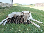 Název souboru=vrh_I_16_dni2CJ_11dni_426.jpg
Velikost souboru=159KB
Rozměry=640x480
Datum přidání=30. Leden 2014 vrh_I_16_dni2CJ_11dni_426.jpg
