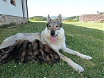 Název souboru=vrh_I_16_dni2CJ_11dni_431.jpg
Velikost souboru=162KB
Rozměry=640x480
Datum přidání=30. Leden 2014 vrh_I_16_dni2CJ_11dni_431.jpg