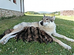 Název souboru=vrh_I_16_dni2CJ_11dni_440.jpg
Velikost souboru=163KB
Rozměry=640x480
Datum přidání=30. Leden 2014 vrh_I_16_dni2CJ_11dni_440.jpg