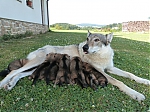 Název souboru=vrh_I_16_dni2CJ_11dni_441.jpg
Velikost souboru=164KB
Rozměry=640x480
Datum přidání=30. Leden 2014 vrh_I_16_dni2CJ_11dni_441.jpg